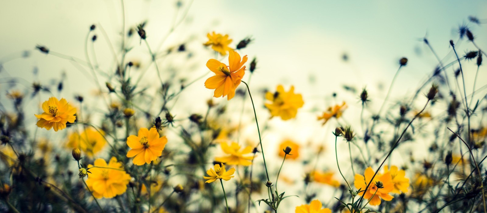 黄色いコスモスの花畑